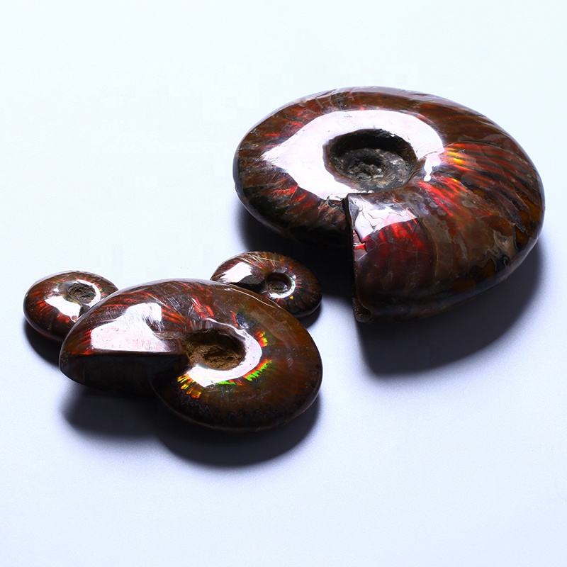 Healing Polished StonesNautilus Fossils Shells Conch Specimen Ammonite Fosiles Ammonite Fossil Conch