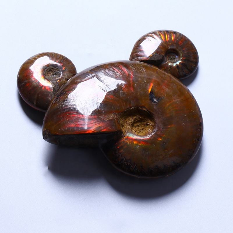 Healing Polished StonesNautilus Fossils Shells Conch Specimen Ammonite Fosiles Ammonite Fossil Conch